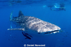Ningaloo Whale Shark. by Daniel Norwood 